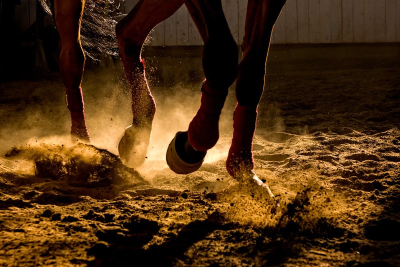 Detail of a horse training inside a horseback riding school in Romania, detail with dust and backlight