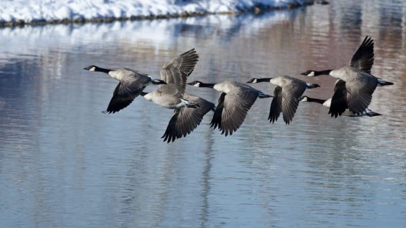 Things to do in Wisconsin in October, Canada Geese Taking to Flight from a Winter Lake