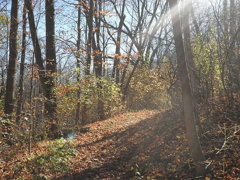 view of Petrifying Springs Park filled with fallen leaves during autumn season