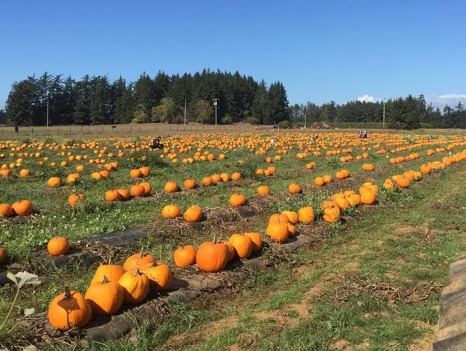 a view of pumpkins lined in a farm with trees at the back