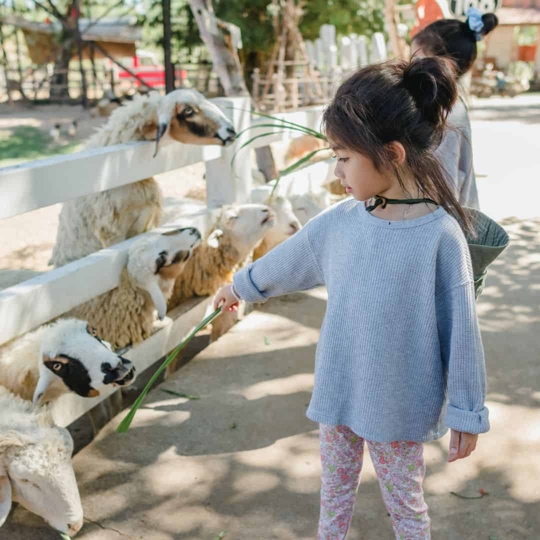 Farm tours in wisconsin a farm with sheeps lined up in a gate with kids interacting with them