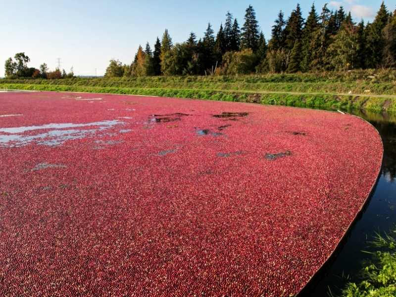 a large field of cranberries in the middle of a marsh with pine trees at the back