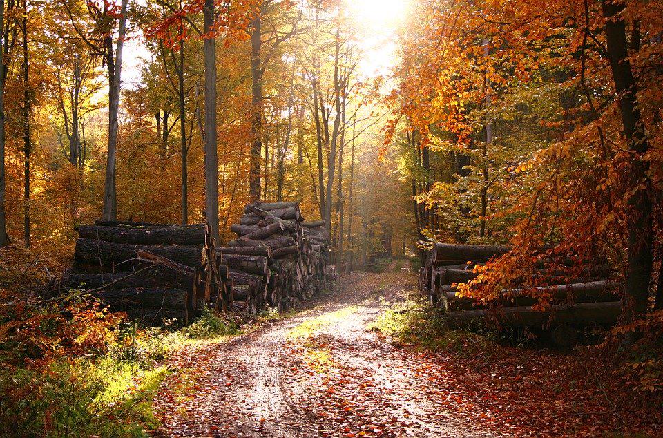 Head out to these Wisconsin getaways in fall, view of dirt path through a large forest with piles of tree lumber on either side next to trees shining in the sun with shades of orange and yellow