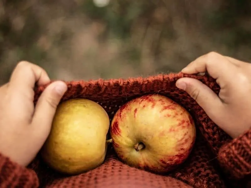 Best Wisconsin Halloween events, a person holding two apples in a knitted top