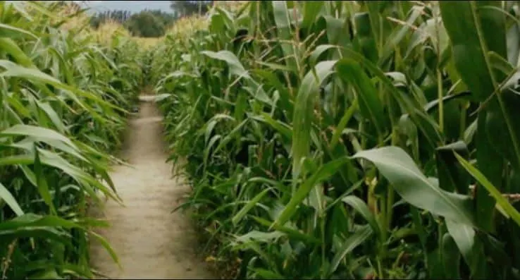 Things to do in Milwaukee in October, view of a path leading through tall dense corn in a corn maze