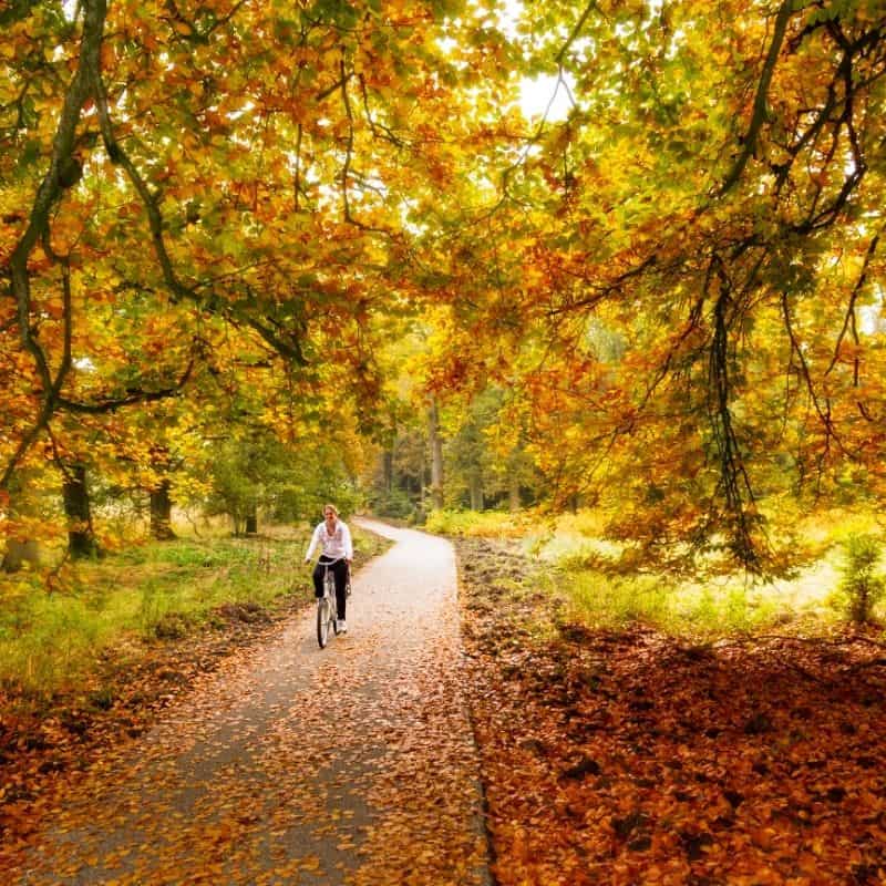 person on a bike cycling along a path surrounded by fall colors