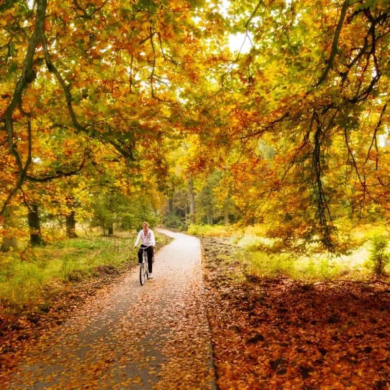 Wisconsin weather in November, person on a bike cycling along a path surrounded by fall colors