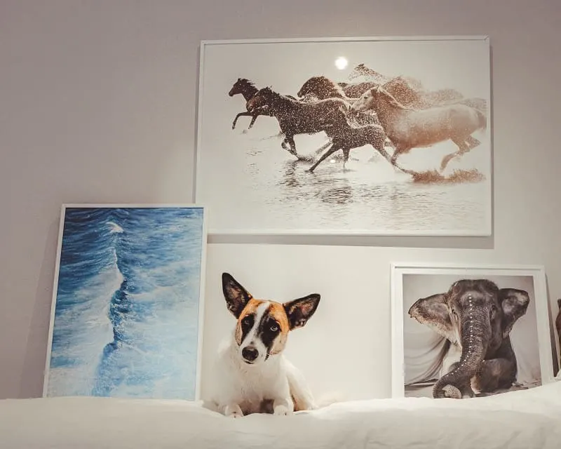 a dog sitting on a bed with a frame