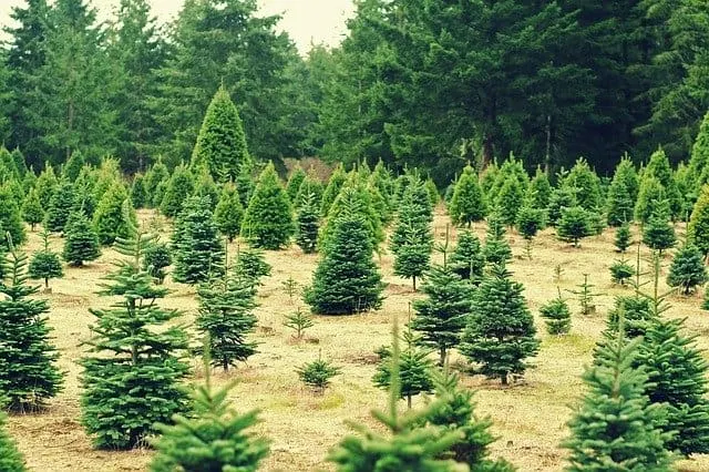 Things to do in wisconsin in december, View of Christmas Tree Farm with sall christmas trees being grown