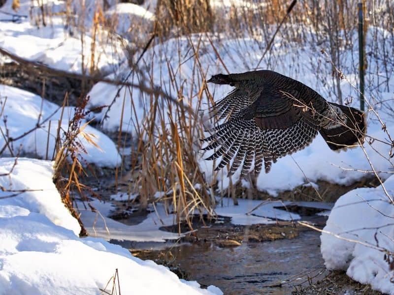 christmas in wisconsin, flying bird about to land on snowy marshlands