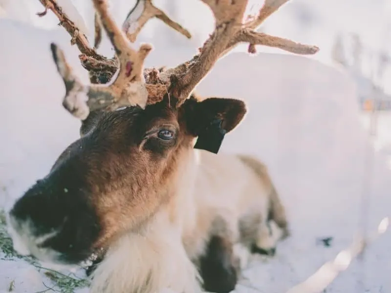 things to do in wisconsin during christmas, reindeer looking up into camera