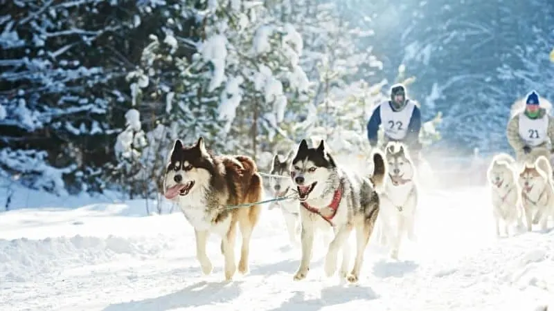 Wisconsin winter activities sled dog racing in ice field