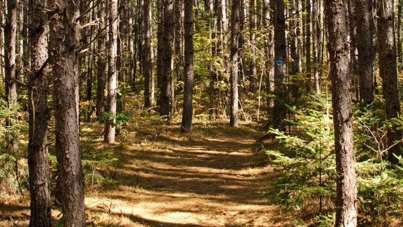 Best Mountain Bike Trails in Northern Wisconsin,  forest view of Nicolet Roche Trail – Langlade County