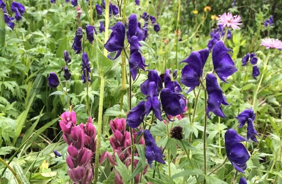 close up shot of some colorful flowers at the Boerner Botanical Gardens