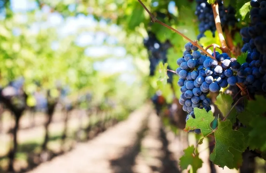 thing to do in door county in fall, grapes on the vine at a Wisconsin winery