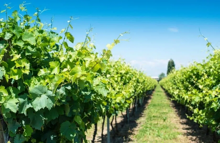 best wineries door county, rows of vineyard trees in the sun