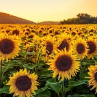 Beautiful outdoor attractions in Wisconsin, sunflower field that stretches for miles