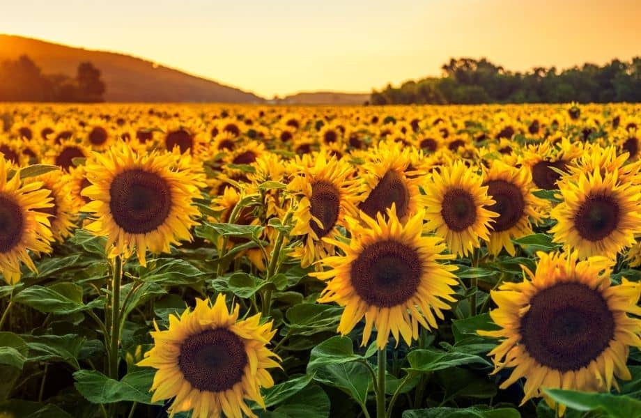 Best Getaways for Spring Break in Wisconsin, sunflower field that stretches for miles