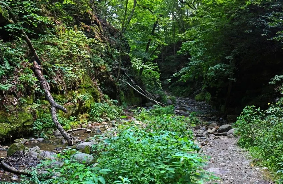 top Wisconsin Dells hiking locations, trees and rocks surrounding river at Parfrey’s Glen Trail