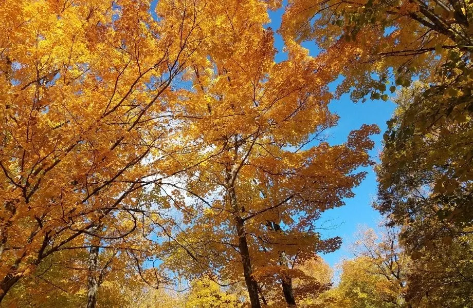 Fall foliage in Wisconsin, yellow trees against blue sky