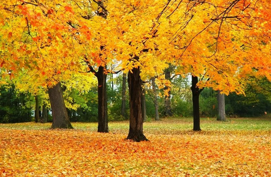 best all colors in Wisconsin, Fall foliage in Wisconsin park