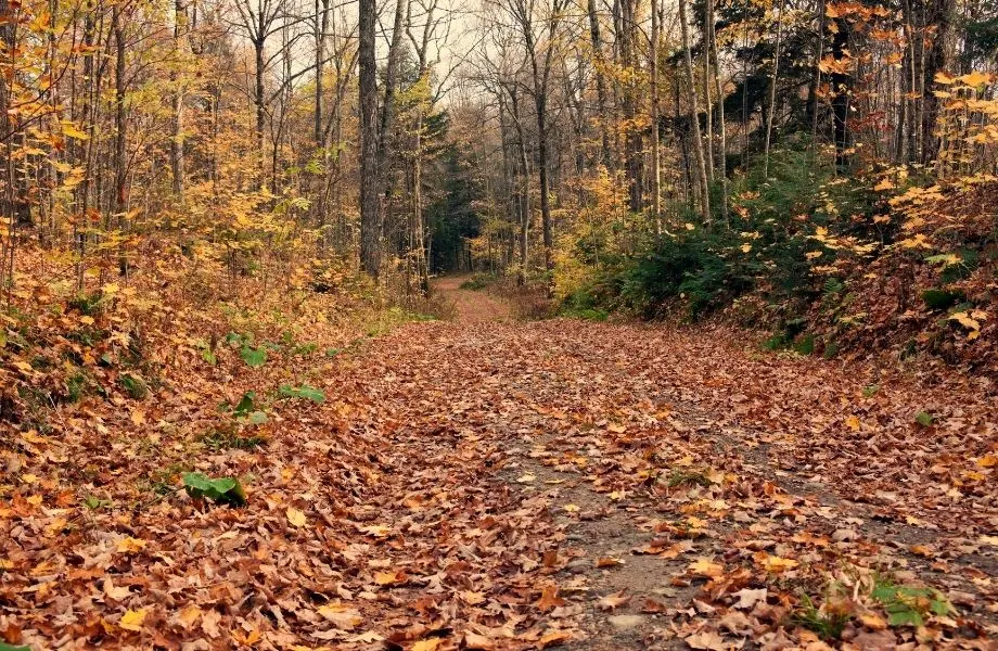 view of a long dirt path through woodland covered in fallen fall leaves with many trees surrounding the path