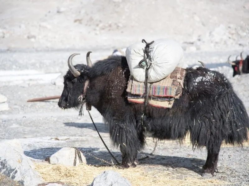 Yaks at the Everest Base Camp