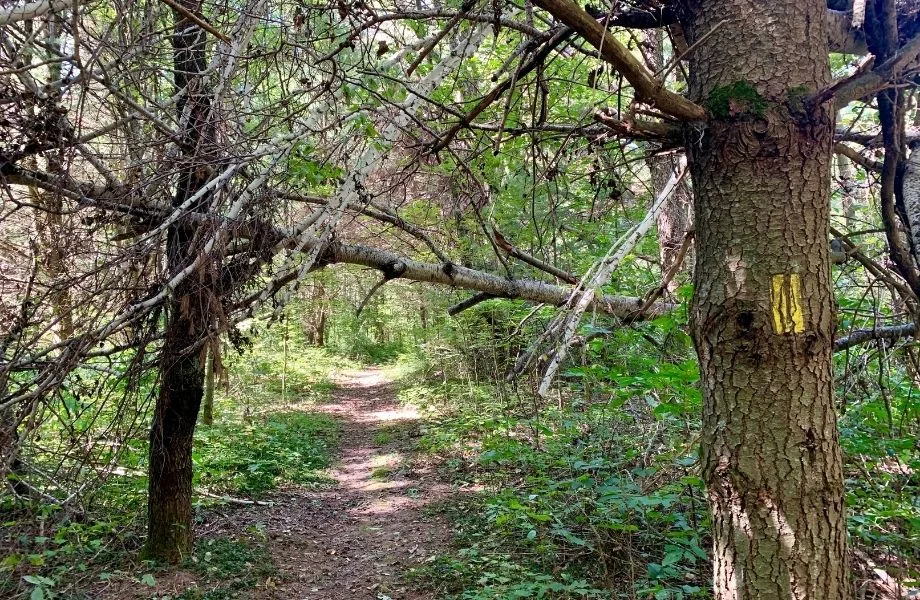 best hiking in southern wisconsin, segment of Ice Age Trail with yellow market on tree and a fallen branch