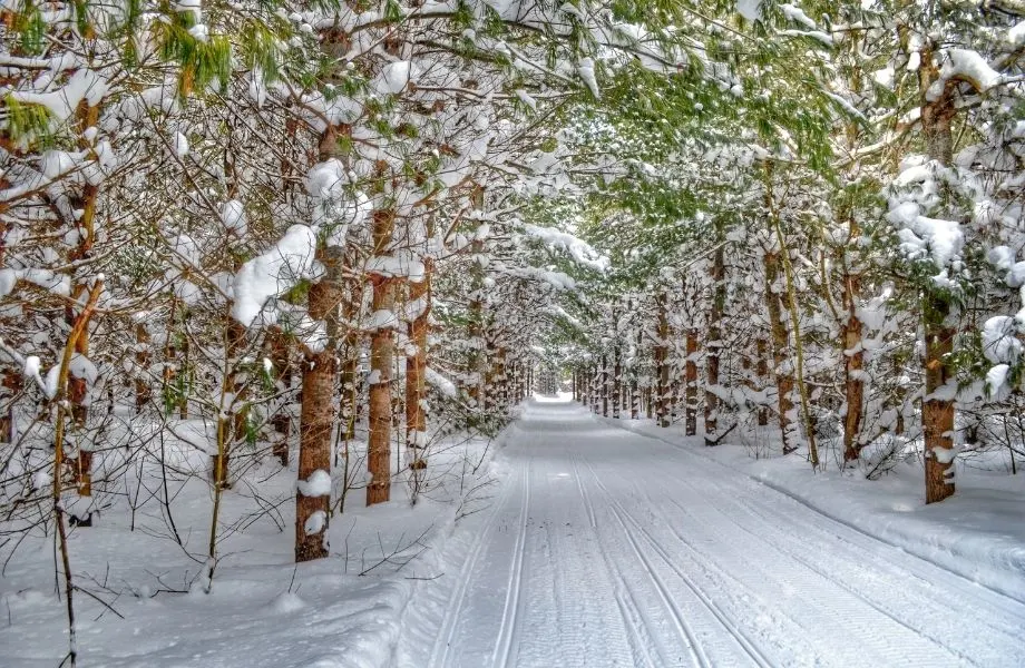 Best Snowmobile Trails in Wisconsin, tree covered trail with trees covered in snow