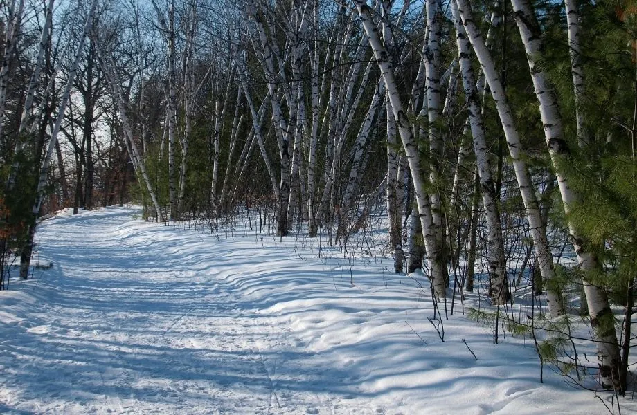 best snowmobiling in Wisconsin, snowmobile trail lined with trees