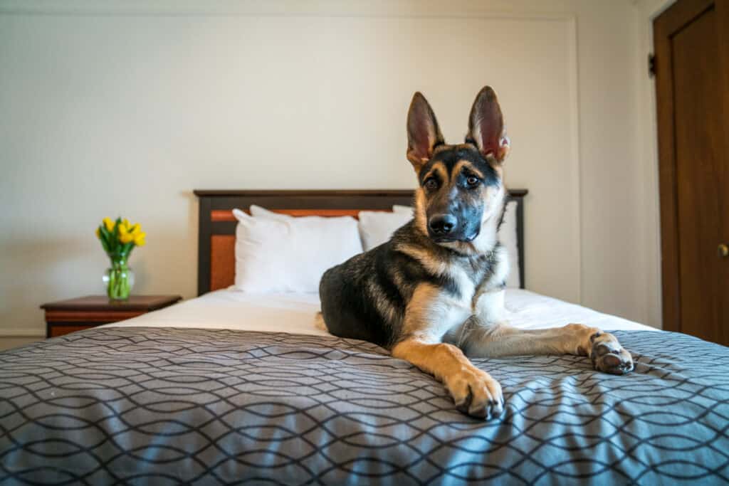 best pet-friendly hotels in Milwaukee, Dog on the bed at the Plaza Hotel in Milwaukee