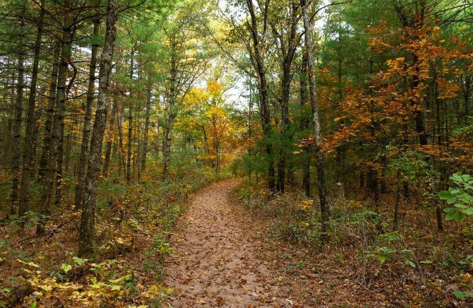 best hiking in northern wisconsin, curved path amidst fall trees