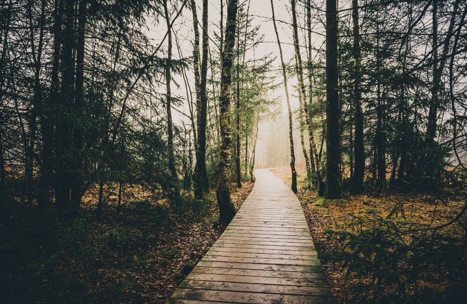 best northern wisconsin hiking, wooden boardwalk hiking path through trees