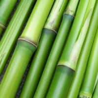 Best Sustainable Bamboo Clothing Brands, close up of bamboo stalks
