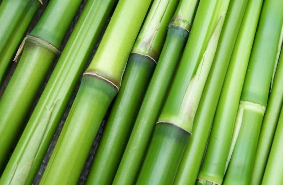 Best Sustainable Bamboo Clothing Brands, close up of bamboo stalks