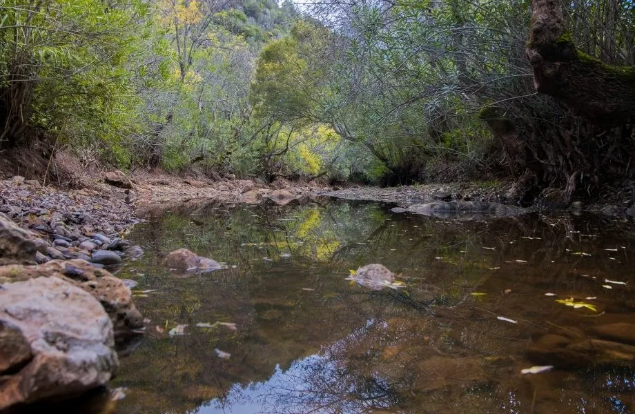 walking in Portugal's Algarve region, still pond surrounded by wilderness