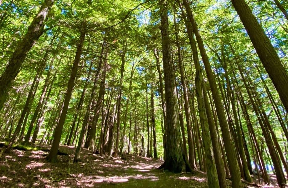 best state parks in wisconsin for camping, forest of many trees