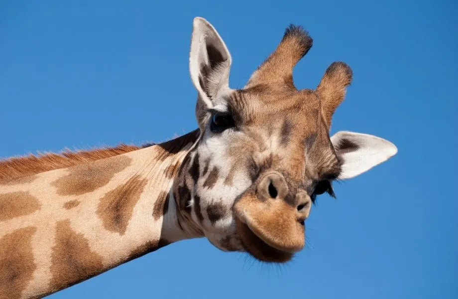 fun things to do in Milwaukee in March, head of giraffe looking down against a blue sky