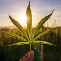best brands for hemp shoes, person holding up a hemp leaf against sunset with hemp fields in background