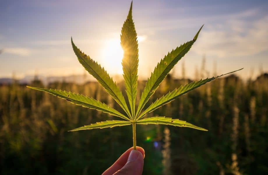 best brands for hemp shoes, person holding up a hemp leaf against sunset with hemp fields in background