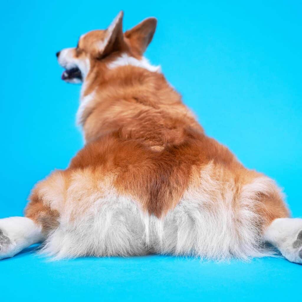 a brown and white Corgi dog sitting on a blue background