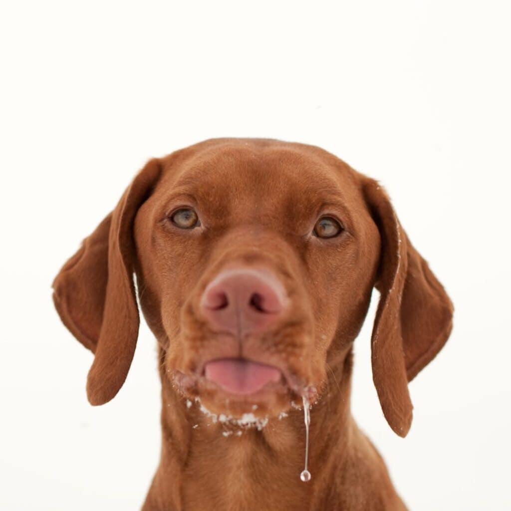 a brown dog with its tongue out on a white background 