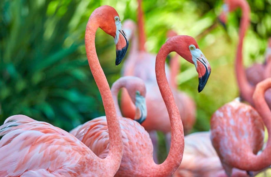 what to do in Lagos for families, group of flamingos hanging out with two at the forefront and the rest blurry in background