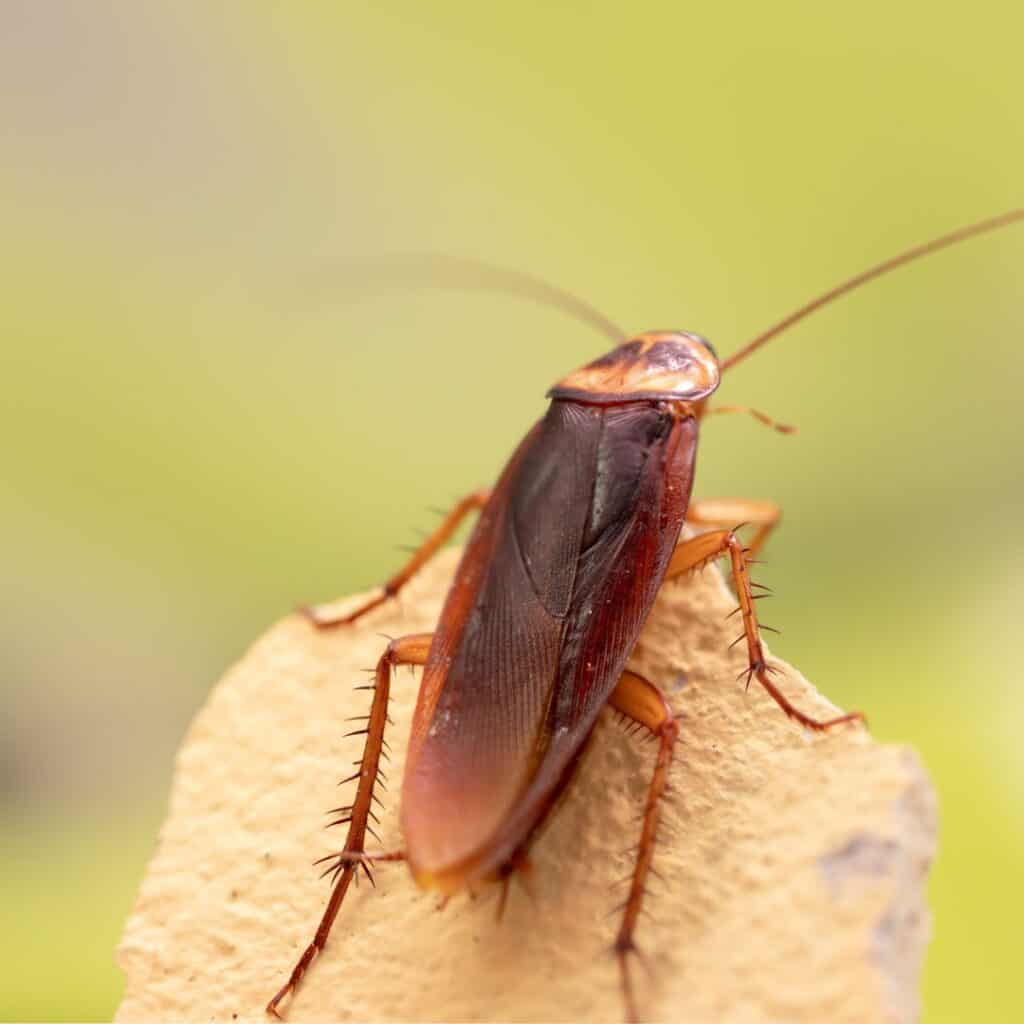 a cockroach sitting on top of a piece of wood