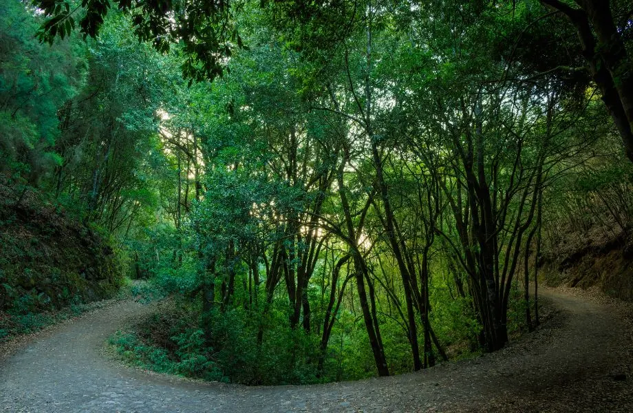 walking in Tenerife, circular path lined on both sides with green trees