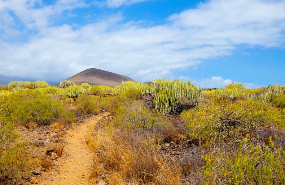 guide to the best Tenerife hiking trails, path leading through desert with bright green desert plants everywhere and a sandy mountain in the distance on a bright blue day