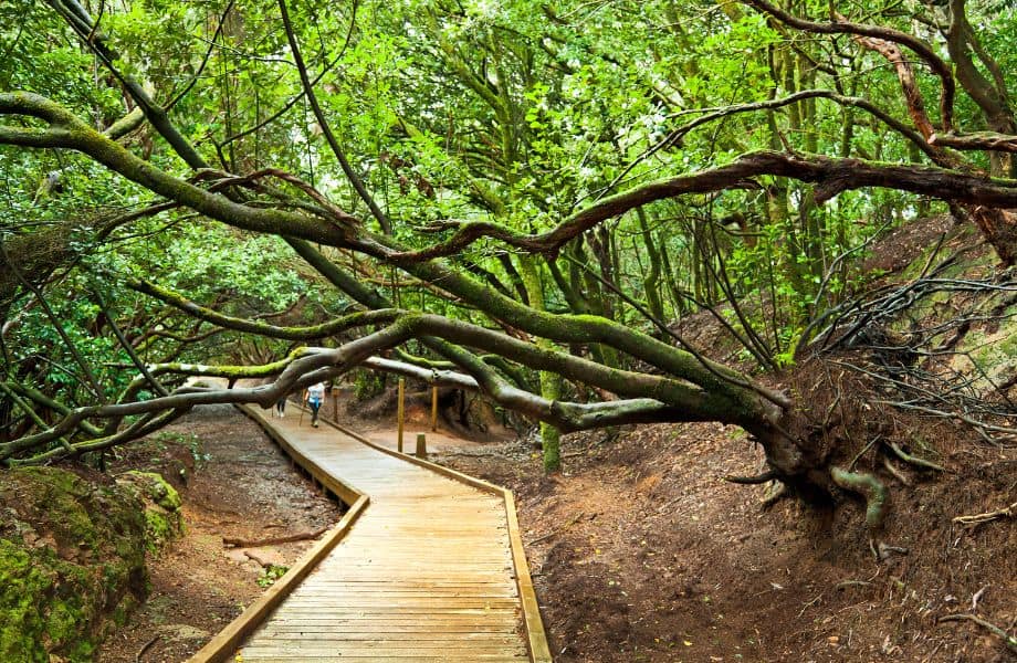 hiking in Tenerife, wooden boardwalk path through forested area with trees growing vertical overhead