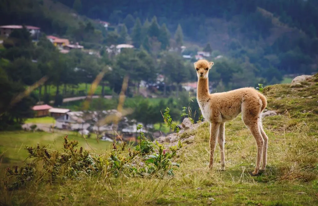 lama in peru