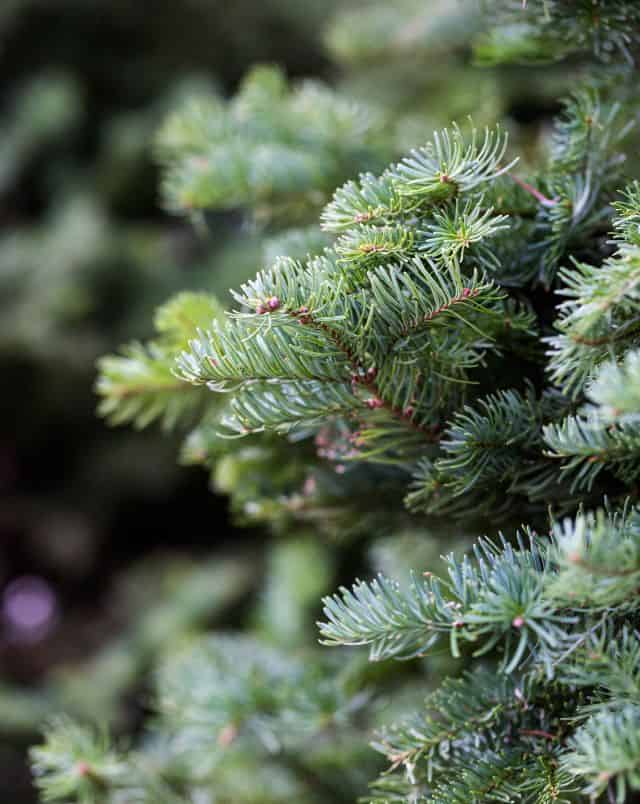 Where to get Wisconsin Christmas trees near Madison, close up of pine tree branch