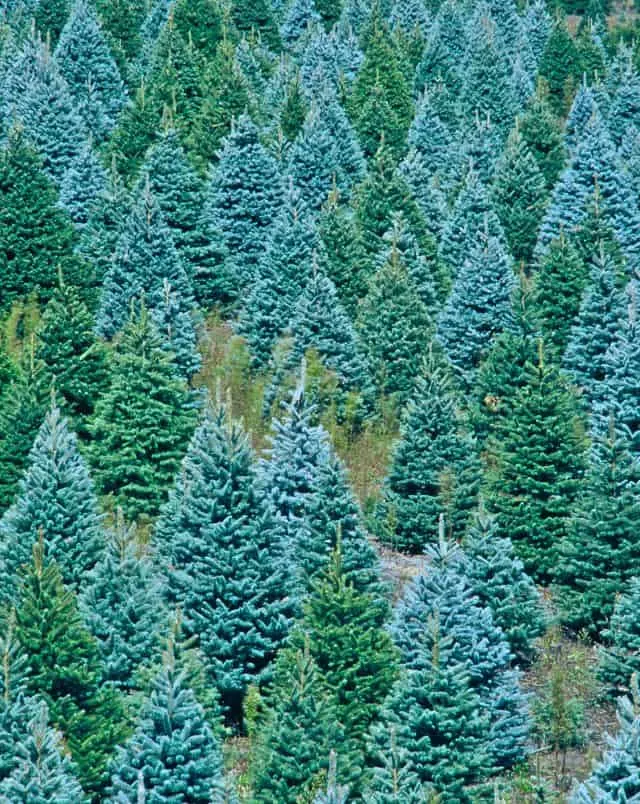 Where to find choose and cut Christmas tree farms in Wisconsin, many rows of Christmas trees, some slightly frosted